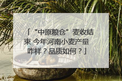 “中原粮仓”麦收结束 今年河南小麦产量咋样？品质如何？