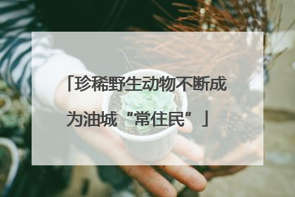 珍稀野生动物不断成为油城“常住民”