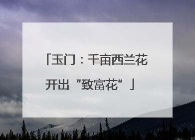 玉门：千亩西兰花开出“致富花”