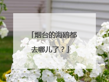 烟台的海鸥都去哪儿了？