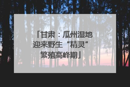 甘肃：瓜州湿地迎来野生“精灵”繁殖高峰期