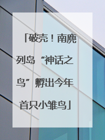 破壳！南麂列岛“神话之鸟”孵出今年首只小雏鸟