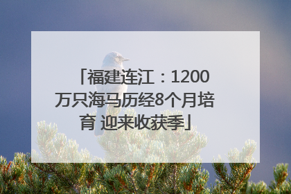 福建连江：1200万只海马历经8个月培育 迎来收获季