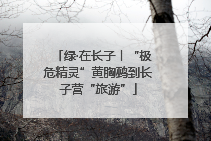 绿·在长子丨“极危精灵”黄胸鹀到长子营“旅游”