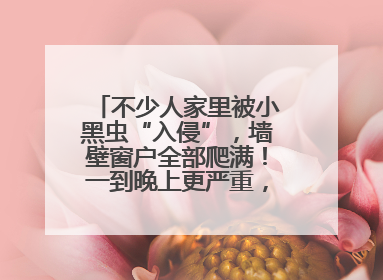 不少人家里被小黑虫“入侵”，墙壁窗户全部爬满！一到晚上更严重，还有一股臭味