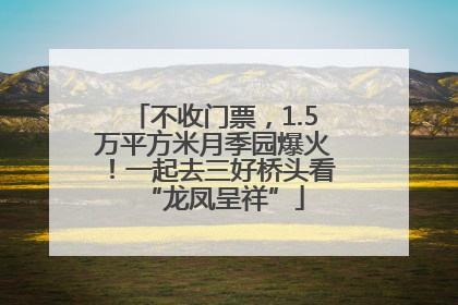 不收门票，1.5万平方米月季园爆火！一起去三好桥头看“龙凤呈祥”