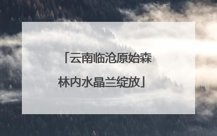 云南临沧原始森林内水晶兰绽放