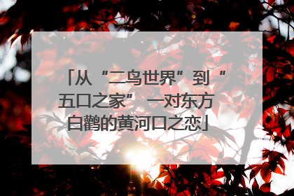 从“二鸟世界”到“五口之家” 一对东方白鹳的黄河口之恋