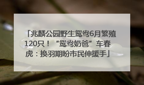 兆麟公园野生鸳鸯6月繁殖120只！“鸳鸯奶爸”车春虎：换羽期盼市民伸援手