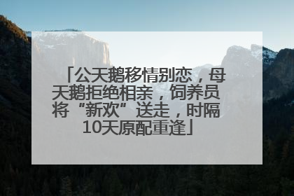公天鹅移情别恋，母天鹅拒绝相亲，饲养员将“新欢”送走，时隔10天原配重逢