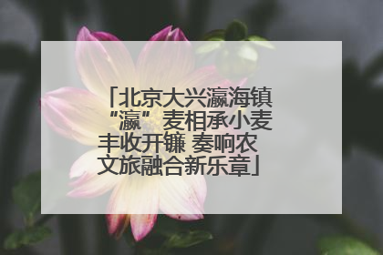 北京大兴瀛海镇“瀛”麦相承小麦丰收开镰 奏响农文旅融合新乐章