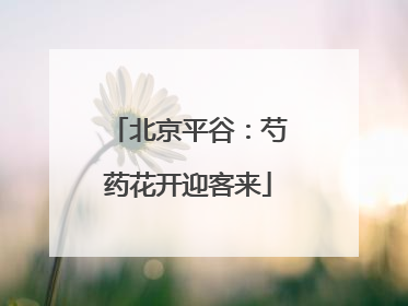 北京平谷：芍药花开迎客来
