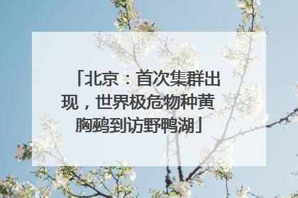 北京：首次集群出现，世界极危物种黄胸鹀到访野鸭湖