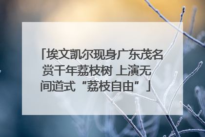 埃文凯尔现身广东茂名 赏千年荔枝树 上演无间道式“荔枝自由”