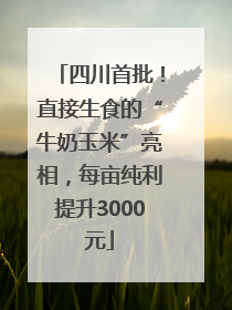 四川首批！直接生食的“牛奶玉米”亮相，每亩纯利提升3000元