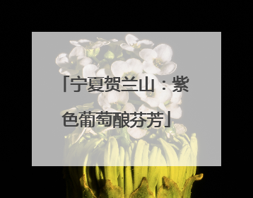 宁夏贺兰山：紫色葡萄酿芬芳
