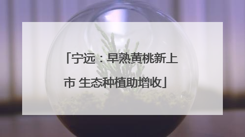 宁远：早熟黄桃新上市 生态种植助增收