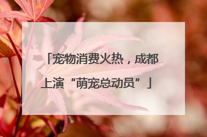 宠物消费火热，成都上演“萌宠总动员”