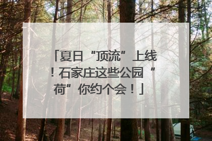 夏日“顶流”上线！石家庄这些公园“荷”你约个会！