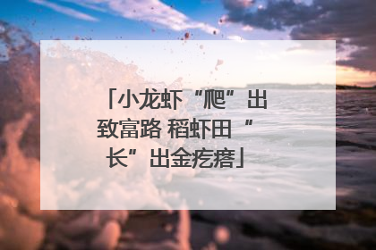 小龙虾“爬”出致富路 稻虾田“长”出金疙瘩