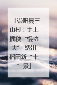 崇阳县三山村：手工插秧“慢功夫” 绣出稻田新“丰”景