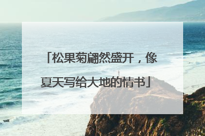 松果菊翩然盛开，像夏天写给大地的情书