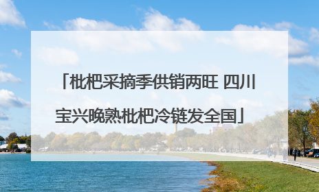 枇杷采摘季供销两旺 四川宝兴晚熟枇杷冷链发全国