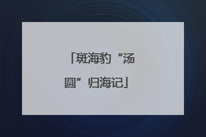 斑海豹“汤圆”归海记