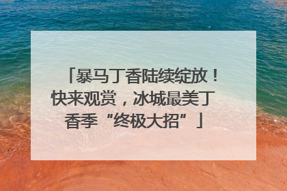 暴马丁香陆续绽放！快来观赏，冰城最美丁香季“终极大招”