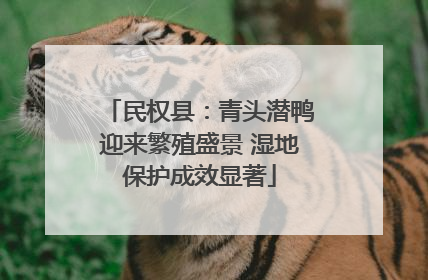 民权县：青头潜鸭迎来繁殖盛景 湿地保护成效显著