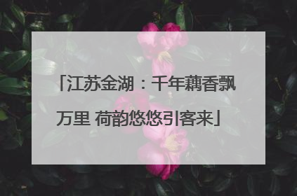 江苏金湖：千年藕香飘万里 荷韵悠悠引客来