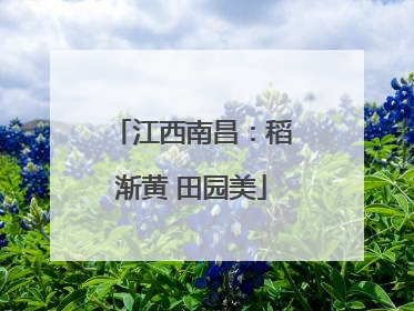 江西南昌：稻渐黄 田园美