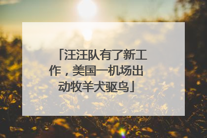 汪汪队有了新工作，美国一机场出动牧羊犬驱鸟