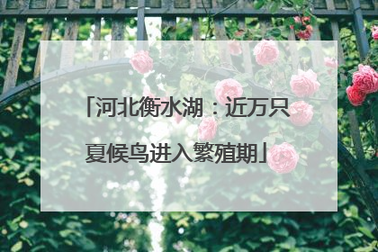 河北衡水湖：近万只夏候鸟进入繁殖期