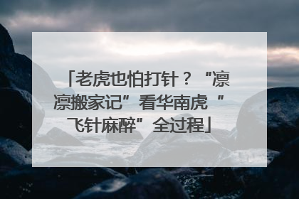 老虎也怕打针？“凛凛搬家记”看华南虎“飞针麻醉”全过程