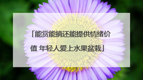 能赏能摘还能提供情绪价值 年轻人爱上水果盆栽