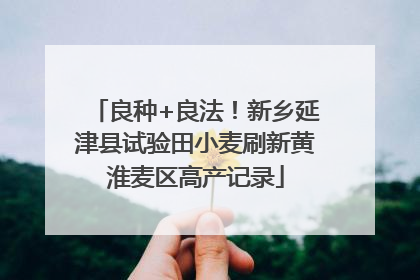 良种+良法！新乡延津县试验田小麦刷新黄淮麦区高产记录