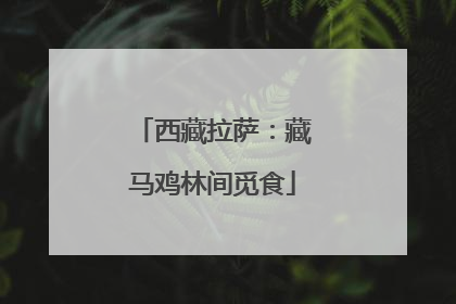 西藏拉萨：藏马鸡林间觅食