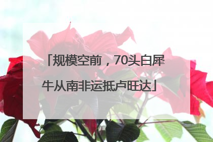 规模空前，70头白犀牛从南非运抵卢旺达