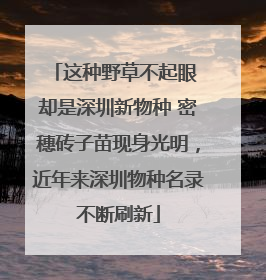 这种野草不起眼 却是深圳新物种 密穗砖子苗现身光明，近年来深圳物种名录不断刷新