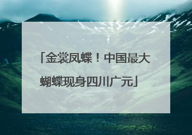 金裳凤蝶！中国最大蝴蝶现身四川广元