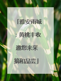 雅安雨城：黄桃丰收 邀您来采摘和品尝