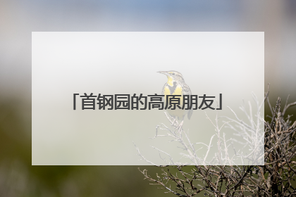 首钢园的高原朋友