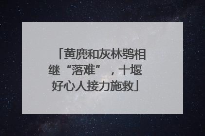 黄麂和灰林鸮相继“落难”，十堰好心人接力施救