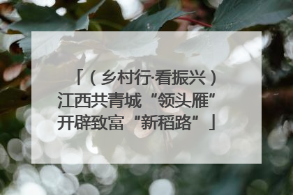 （乡村行·看振兴）江西共青城“领头雁”开辟致富“新稻路”