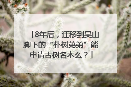 8年后，迁移到吴山脚下的“朴树弟弟”能申请古树名木么？
